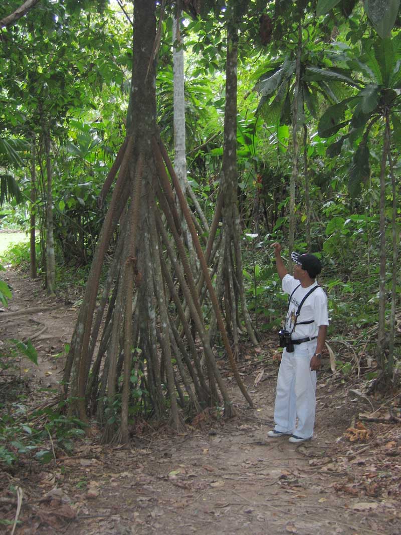 Stilt%20Roots.jpg