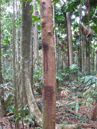 October 29 - Daintree Rainforest